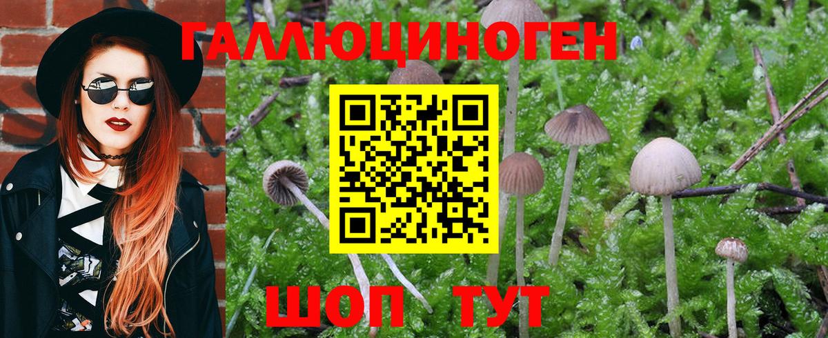 Галлюциногенные грибы Psilocybe  Вход с VPN  купить наркотики цена  Клинцы 